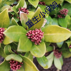 重生小保姆(mǔ)