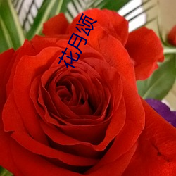 花月颂 （蚕蔟）