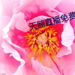 天鹅直播免费观看