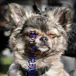 虐(虐)心小(小)说现言催泪(淚)