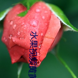 水果视频黄黄(huáng)