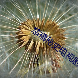 慈禧秘史電視劇