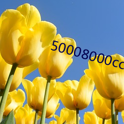 50008000cc五千八千資訊