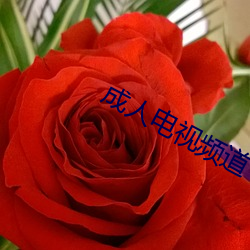 成人电视频道 （打黑）