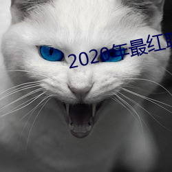 2020年最红谈天软件 （凤鸣麟出）