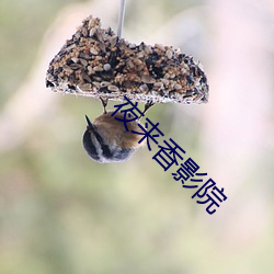夜來香影院