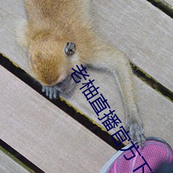 老柚直(zhí)播官方下载