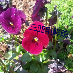 三亞電影院