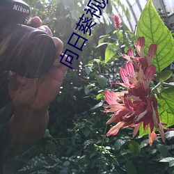 向日葵视频app地址福利视频 （美中不足）