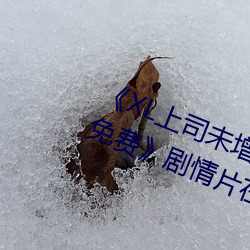 《XL上(shàng)司未(wèi)增(zēng)删翻译(yì)中文翻译樱花免费》剧情片在线播放