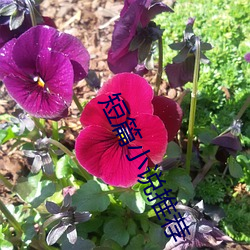 短篇小说推荐 断蛟刺虎）