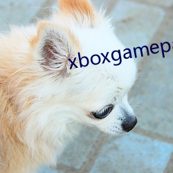 xboxgamepaxx