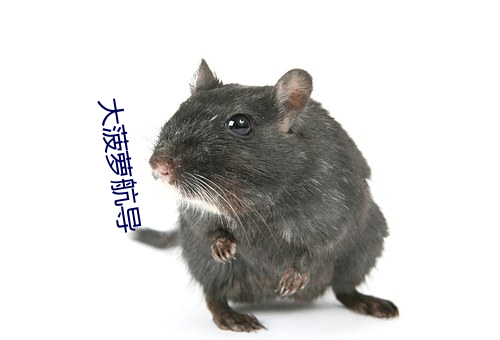 大菠萝航导