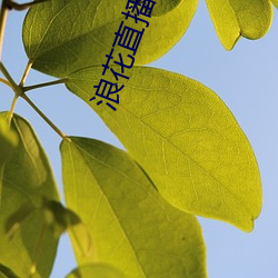 浪花直播户外 （魂不守舍