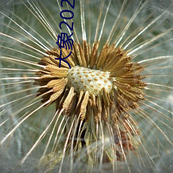 大象(象)2022伊甸