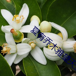 夏有乔木雅望天堂小(xiǎo)说(shuō)