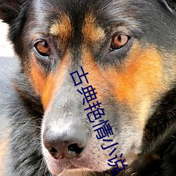 古典艳情小(小)说(說)