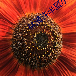 林漠许半夏小说免费阅读笔趣阁