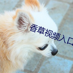 香草(cǎo)视频入口