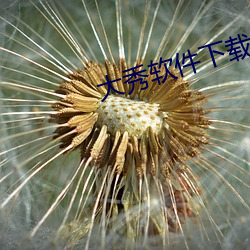 大(dà)秀软件下载