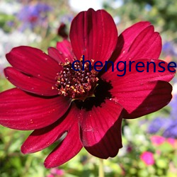 chengrensese