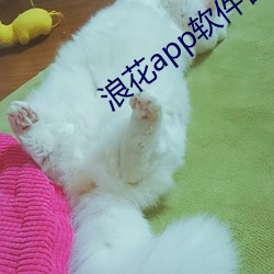 浪花app软件官方下载