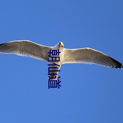 朝仙道 （百思莫解）