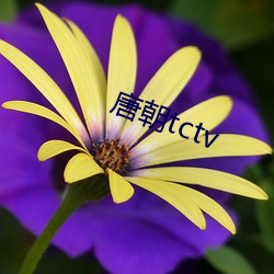 唐朝tctv