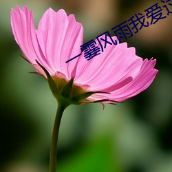 一霎风雨我爱过你