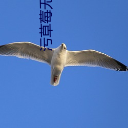 污草莓无限次数免费下载