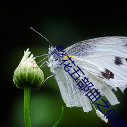 警花五部曲之俏陳豔