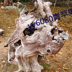 yy6080青苹果影院 （树荫）