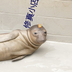 修真(zhēn)小店