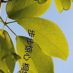 步步惊(驚)心 桐华(華)