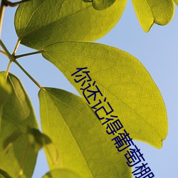 你还记得葡萄棚那一家吗
