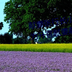 献(獻)妻(妻)张(張)行(行)长小说(說)无删减全文阅读(为升官献妻献女小(小)说(說))