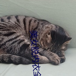 美女脫內衣全過程