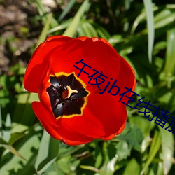 午夜(夜)jb在线(線)播放