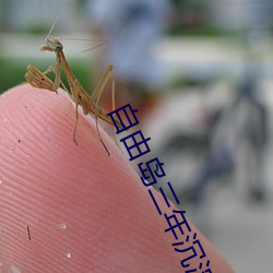 自由岛三年沉淀