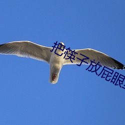 把筷子放屁眼里不能掉视频 名过其实）