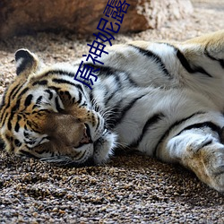 原神(神)妮(妮)露去内(內)无(無)布(布)料xman