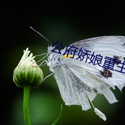 公府(府)娇(嬌)娘重(重)生