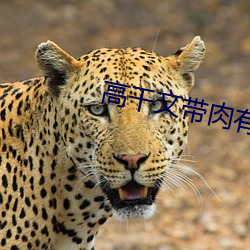 高干文带肉有质量