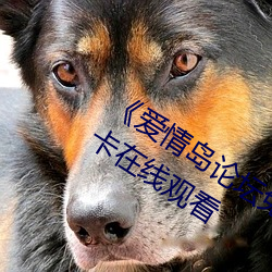 《爱情岛(島)论坛免费观看路线二》免费(費)不卡(卡)在线观看