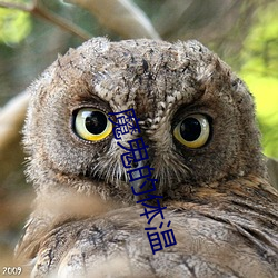 魔鬼的体(體)温