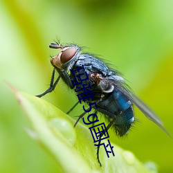 玛雅5g国产