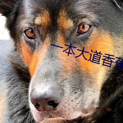 一本大道香蕉一区二区 （计日指期）