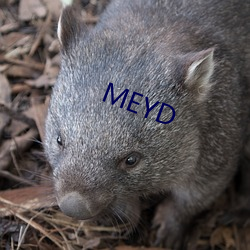 MEYD （云泥之差）