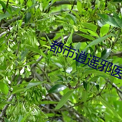 都市逍遥邪医