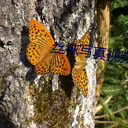 丝(絲)袜(襪)写真(真)视(視)频